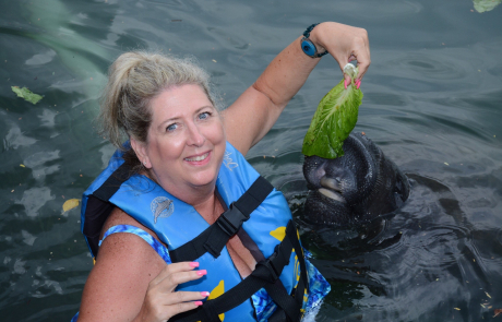 feeding-a-manatee-in-the-water-460x295