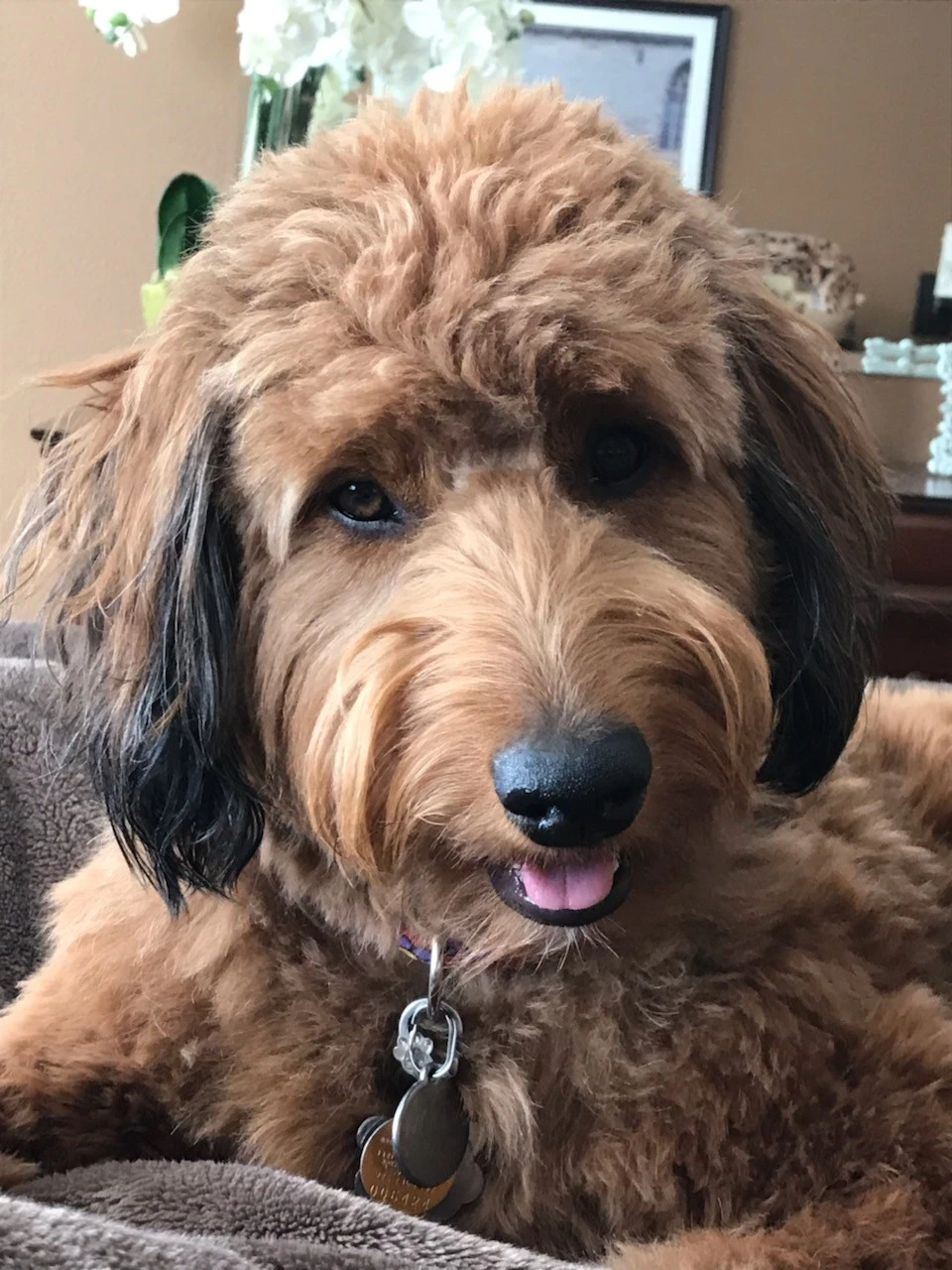 judys-lovely-dog-molly